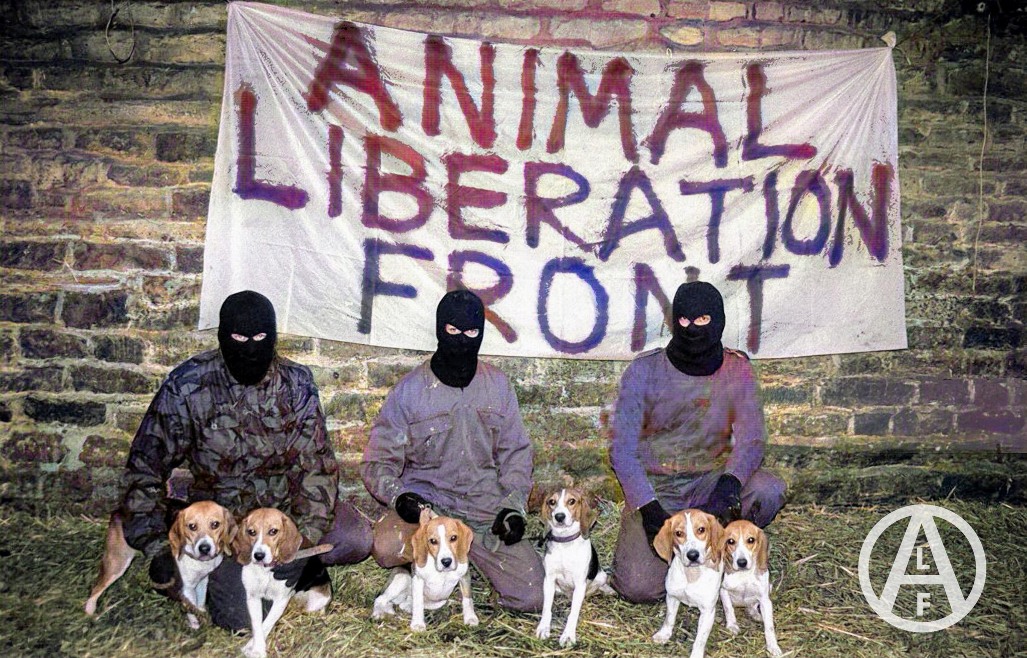 Animal Liberation Front activists with rescued beagles